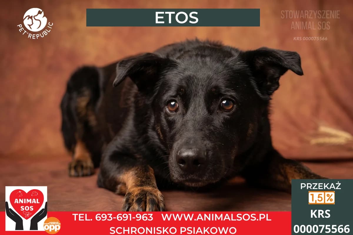ETOS, male senior Mixed Breed for adoption at Animal Sos Psiakowo Centrum Adopcyjne, 99-423