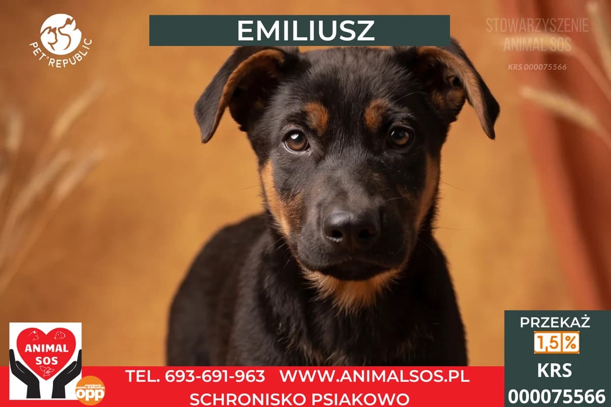 EMILIUSZ, male puppy Mixed Breed for adoption at Animal Sos Psiakowo Centrum Adopcyjne, 99-423