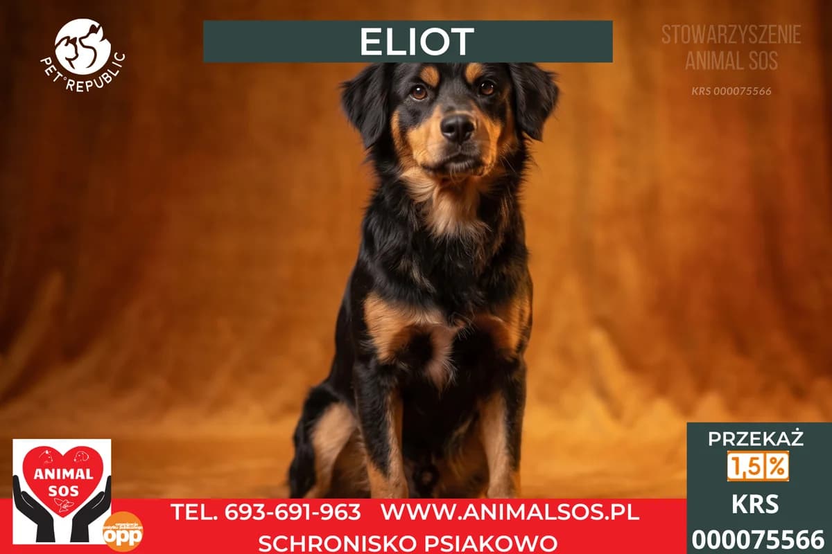 ELIOT, male young Mixed Breed for adoption at Animal Sos Psiakowo Centrum Adopcyjne, 99-423