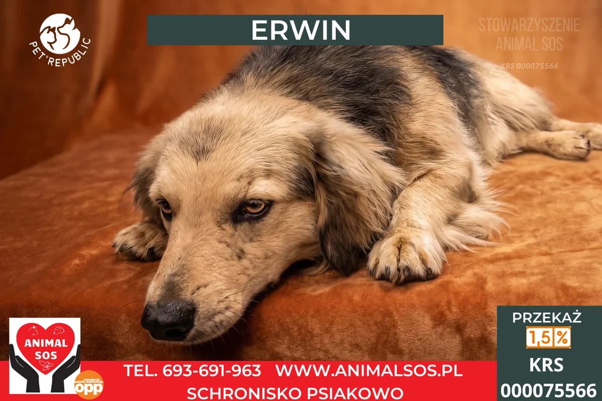 ERWIN, male 7yo Mixed Breed for adoption at Animal Sos Psiakowo Centrum Adopcyjne, 99-423