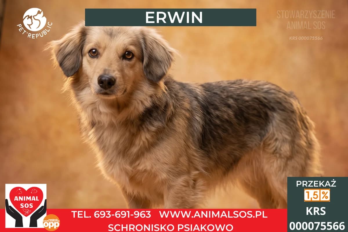 ERWIN, male 7yo Mixed Breed for adoption at Animal Sos Psiakowo Centrum Adopcyjne, 99-423
