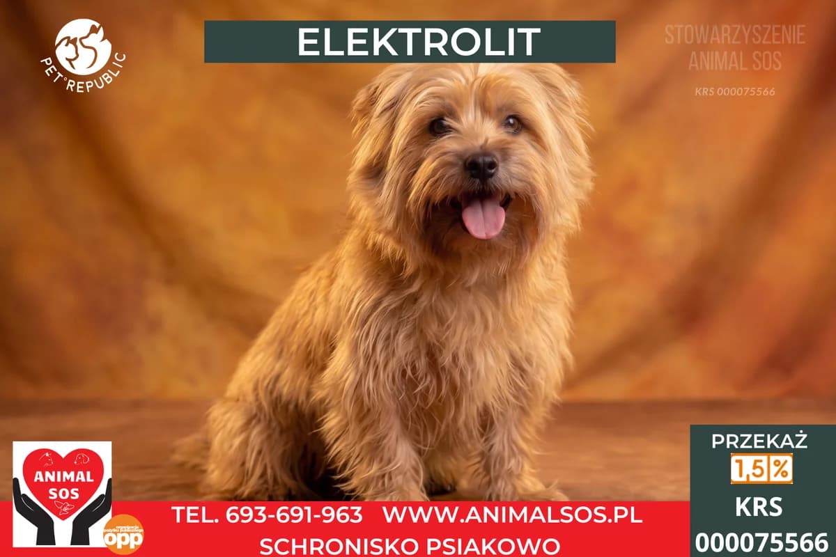 ELEKTROLIT, male 4yo Mixed Breed for adoption at Animal Sos Psiakowo Centrum Adopcyjne, 99-423