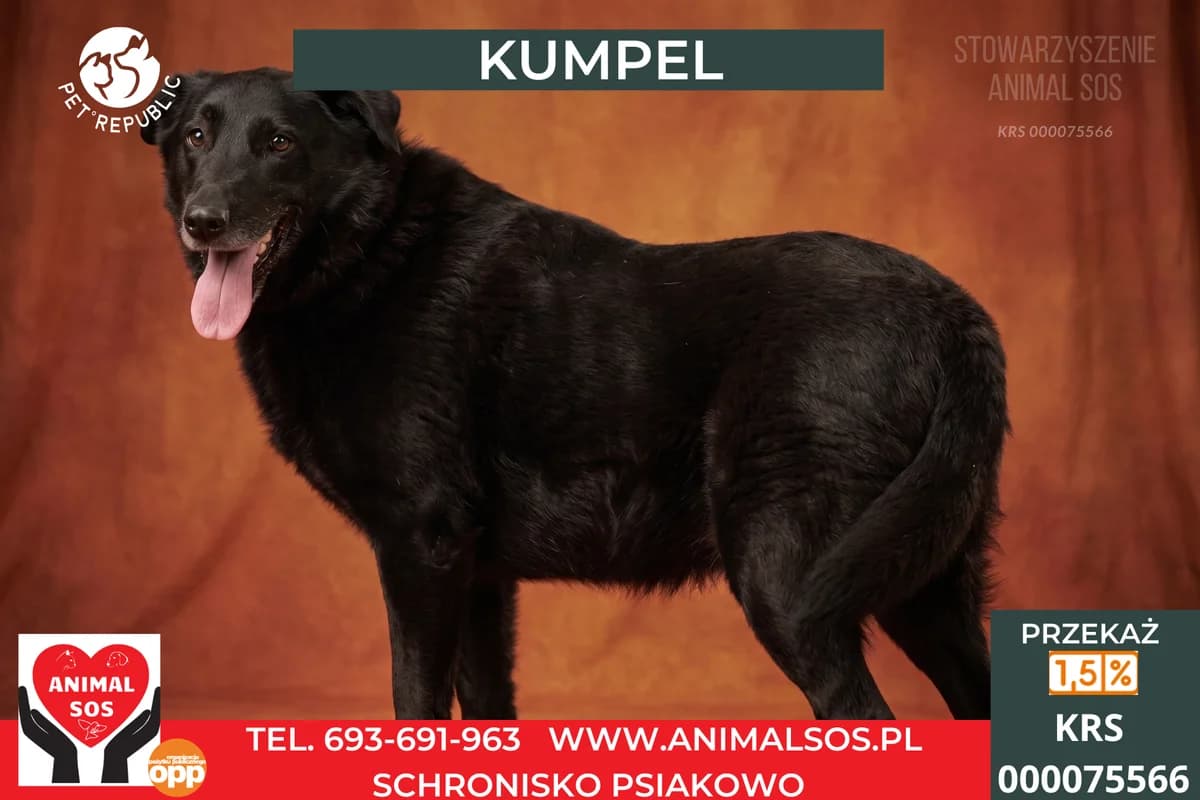 KUMPEL, male senior Mixed Breed for adoption at Animal Sos Psiakowo Centrum Adopcyjne, 99-423