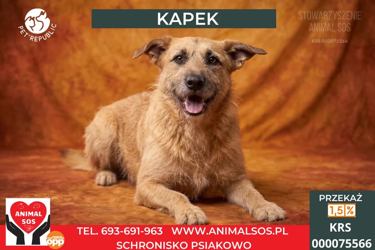 KAPEK, male 5yo Mixed Breed for adoption at Animal Sos Psiakowo Centrum Adopcyjne, 99-423