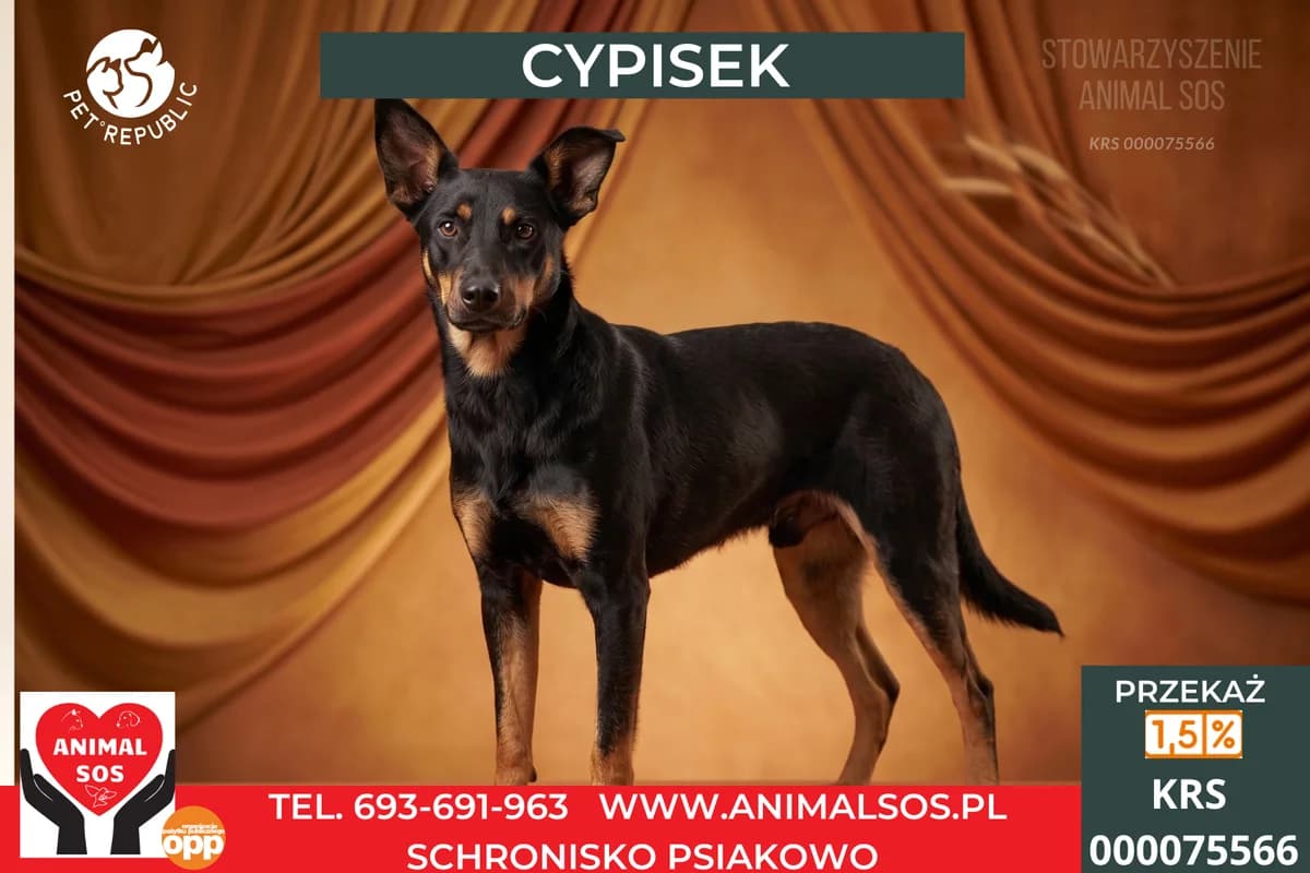 CYPISEK, male young Mixed Breed for adoption at Animal Sos Psiakowo Centrum Adopcyjne, 99-423
