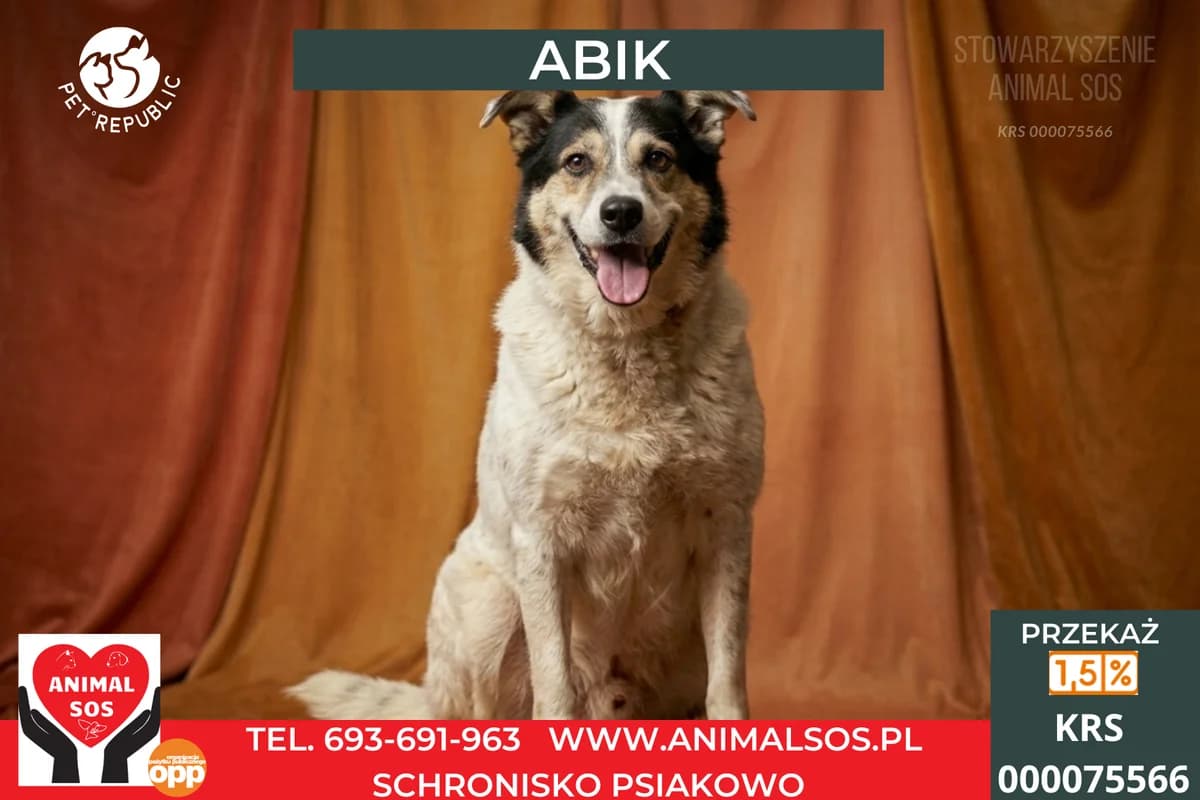 ABIK, male senior Mixed Breed for adoption at Animal Sos Psiakowo Centrum Adopcyjne, 99-423