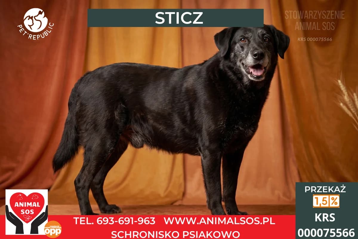 STICZ, male senior Mixed Breed for adoption at Animal Sos Psiakowo Centrum Adopcyjne, 99-423
