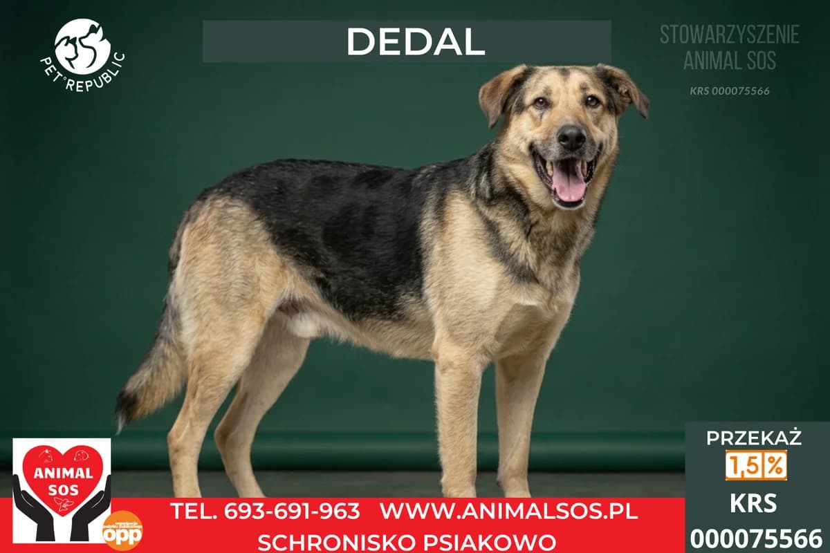 DEDAL, male 4yo Mixed Breed for adoption at Animal Sos Psiakowo Centrum Adopcyjne, 99-423