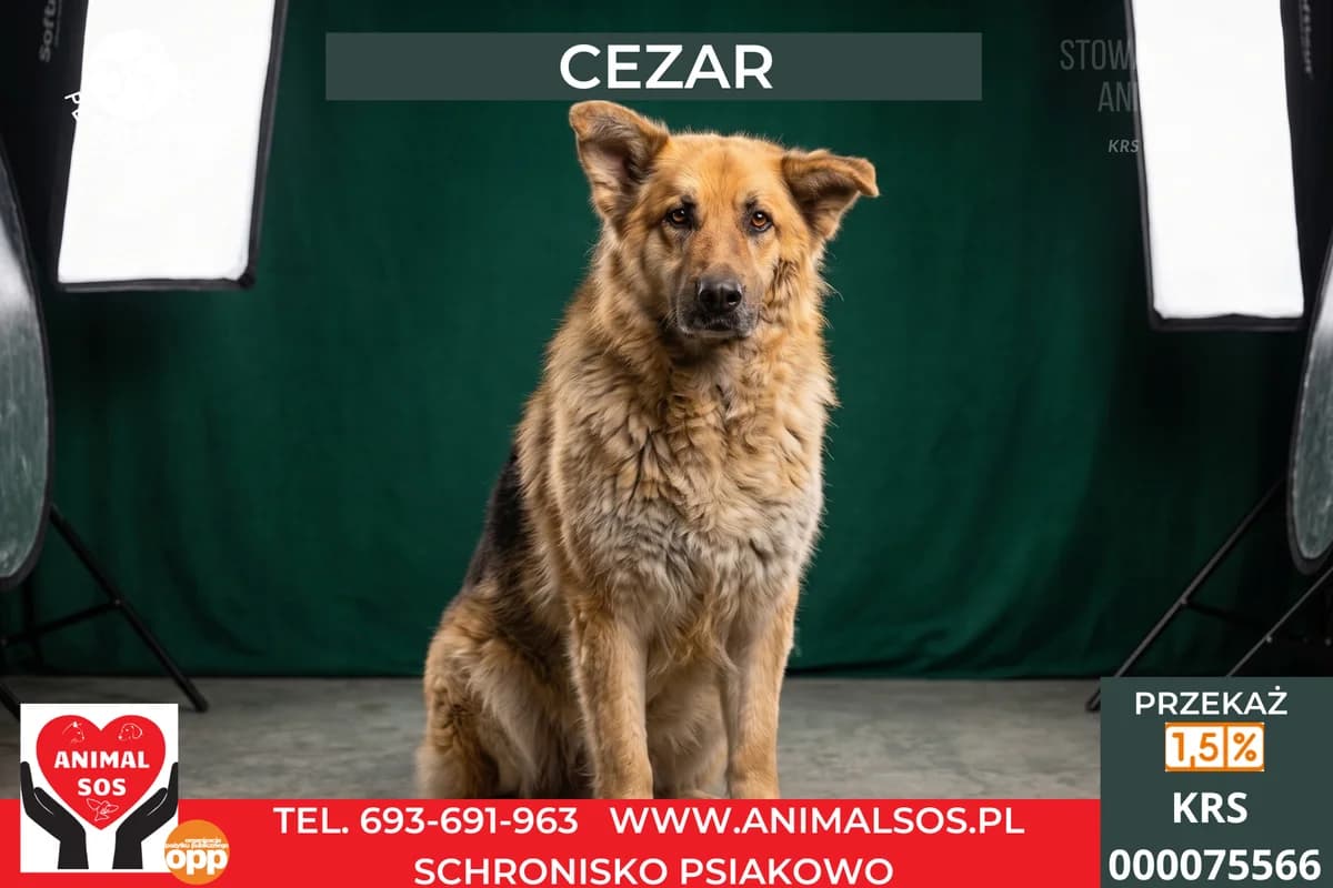 CEZAR, male 7yo Mixed Breed for adoption at Animal Sos Psiakowo Centrum Adopcyjne, 99-423