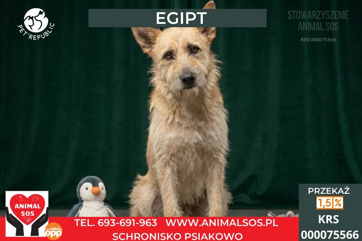 EGIPT, male 5yo Mixed Breed for adoption at Animal Sos Psiakowo Centrum Adopcyjne, 99-423