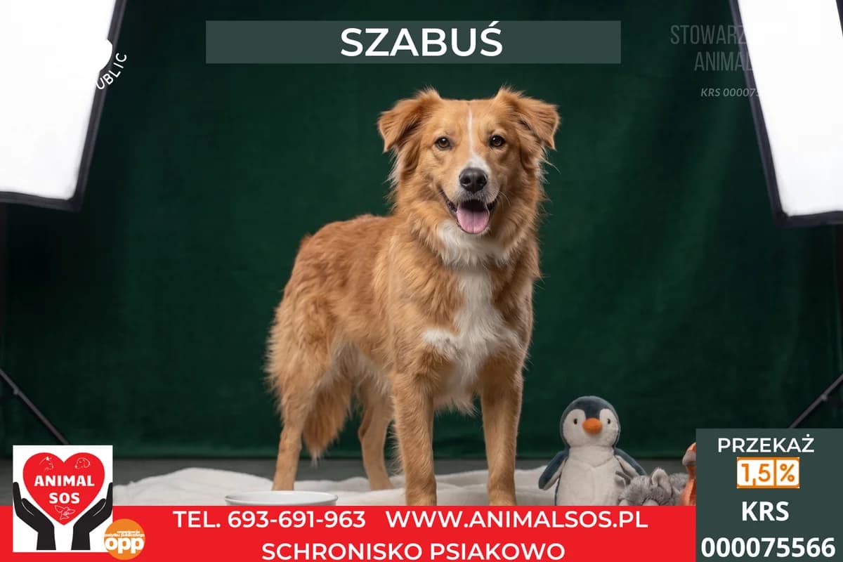 SZABUŚ, male young Mixed Breed for adoption at Animal Sos Psiakowo Centrum Adopcyjne, 99-423