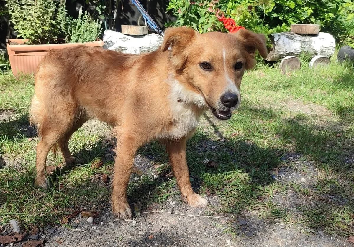 SZABUŚ, male young Mixed Breed for adoption at Animal Sos Psiakowo Centrum Adopcyjne, 99-423