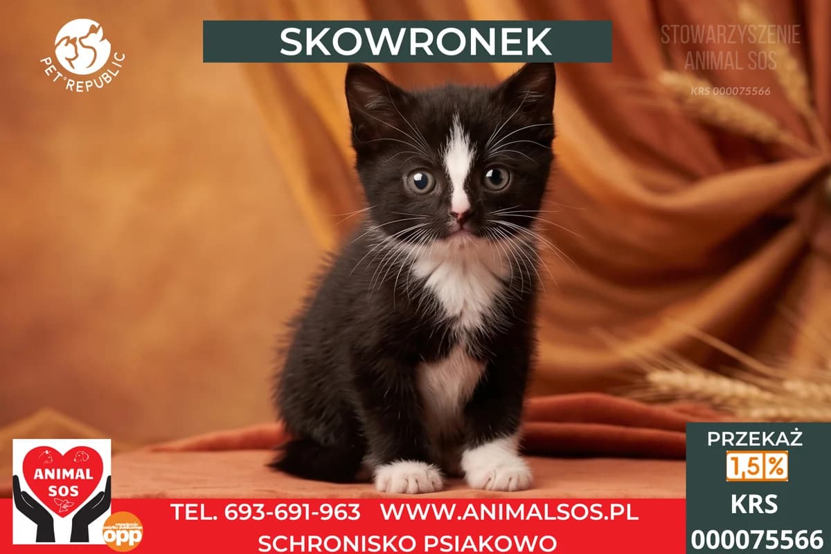 SKOWRONEK, male puppy Mixed Breed for adoption at Animal Sos Psiakowo Centrum Adopcyjne, 99-423