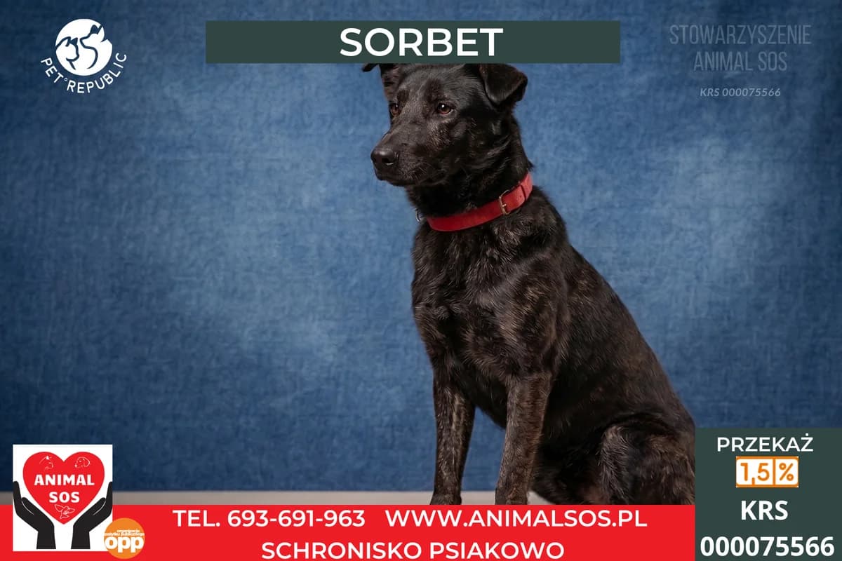 SORBET, male 4yo Mixed Breed for adoption at Animal Sos Psiakowo Centrum Adopcyjne, 99-423