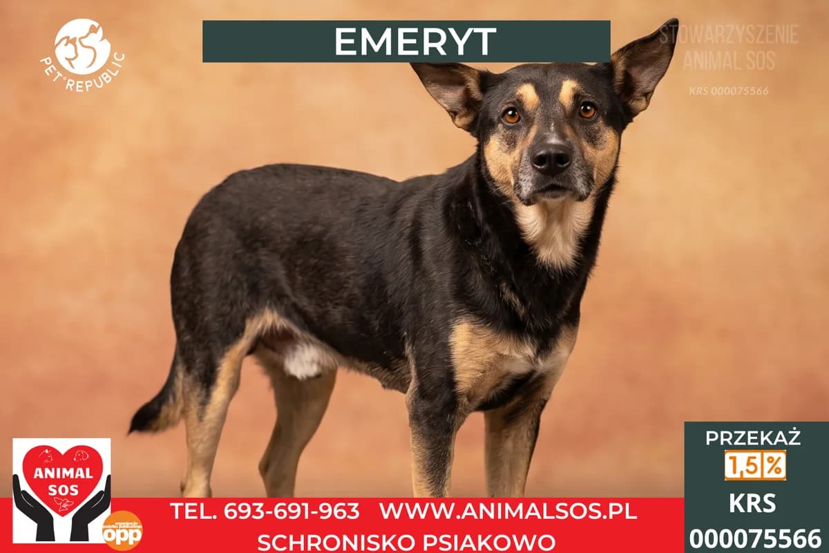 EMERYT, male senior Mixed Breed for adoption at Animal Sos Psiakowo Centrum Adopcyjne, 99-423