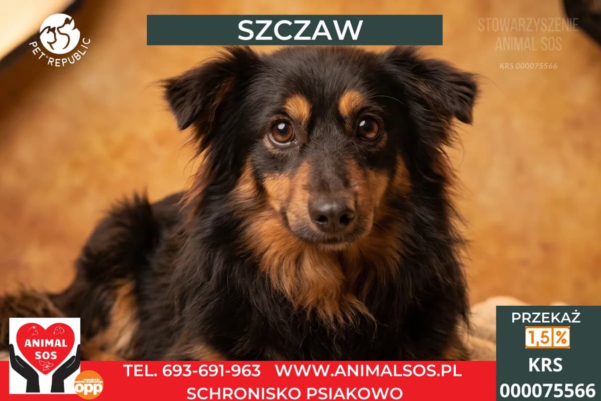 SZCZAW, male 3yo Mixed Breed for adoption at Animal Sos Psiakowo Centrum Adopcyjne, 99-423