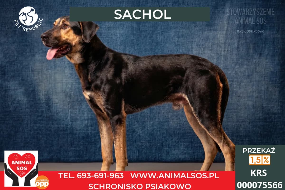 SACHOL, male young Mixed Breed for adoption at Animal Sos Psiakowo Centrum Adopcyjne, 99-423