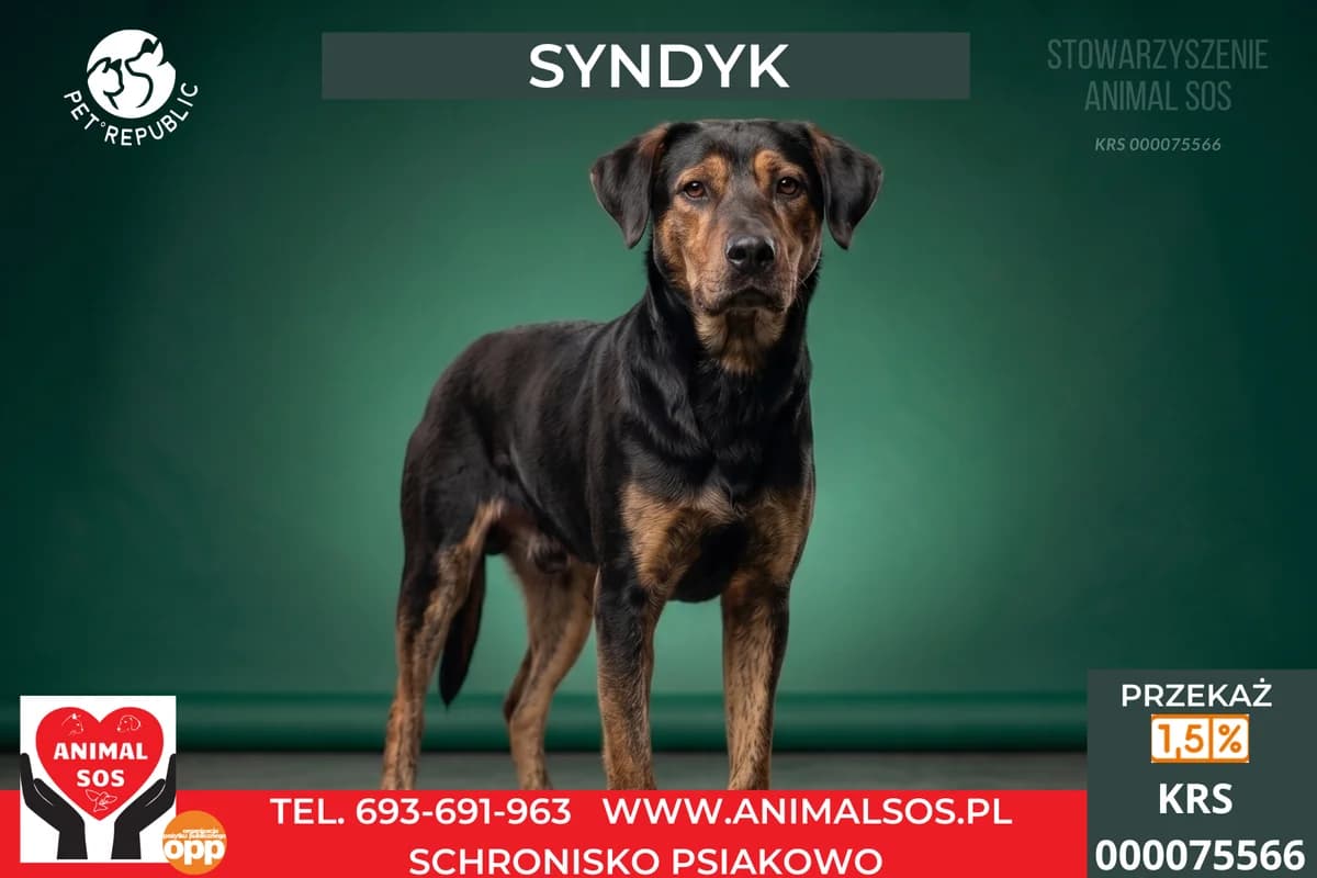 SYNDYK, male young Mixed Breed for adoption at Animal Sos Psiakowo Centrum Adopcyjne, 99-423