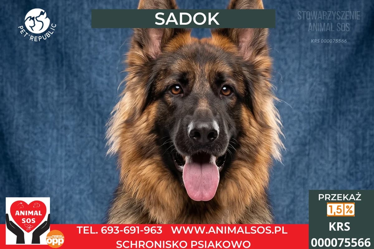 SADOK, male young Mixed Breed for adoption at Animal Sos Psiakowo Centrum Adopcyjne, 99-423