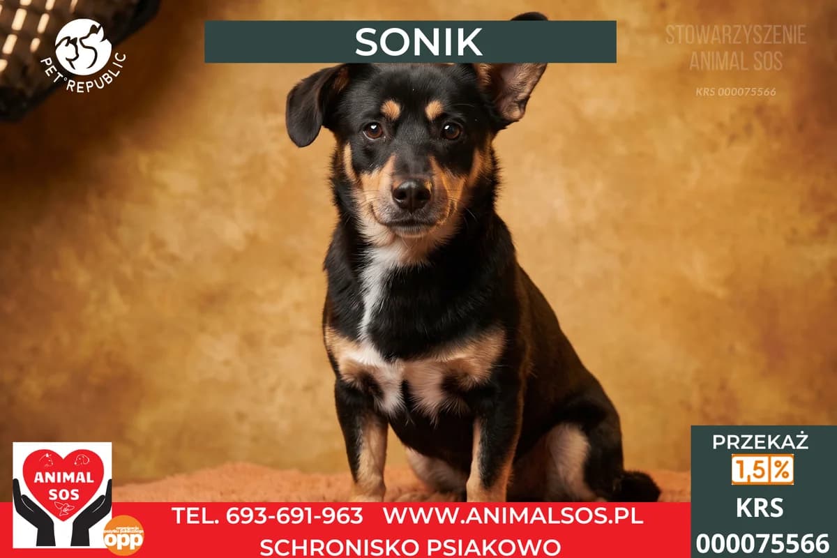 SONIK, male young Mixed Breed for adoption at Animal Sos Psiakowo Centrum Adopcyjne, 99-423