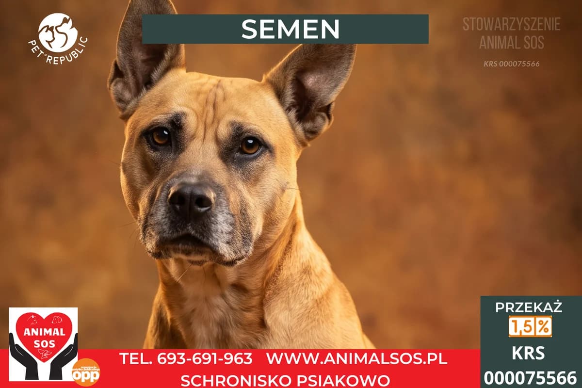 SEMEN, male 5yo Mixed Breed for adoption at Animal Sos Psiakowo Centrum Adopcyjne, 99-423