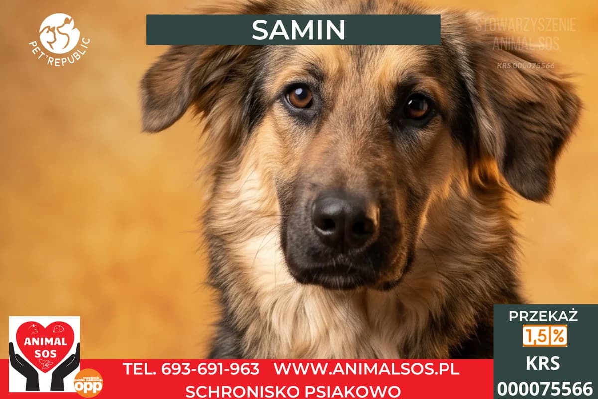 SAMIN, male young Mixed Breed for adoption at Animal Sos Psiakowo Centrum Adopcyjne, 99-423