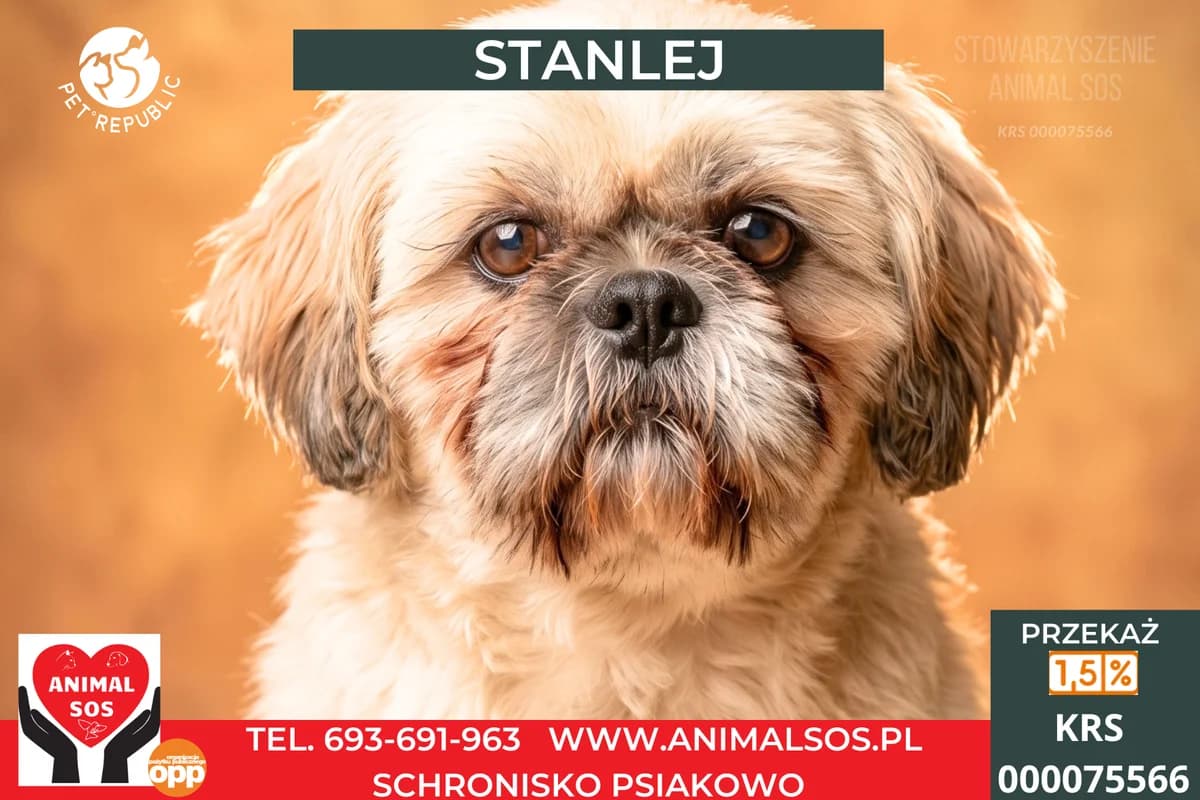 STANEJ, male senior Mixed Breed for adoption at Animal Sos Psiakowo Centrum Adopcyjne, 99-423