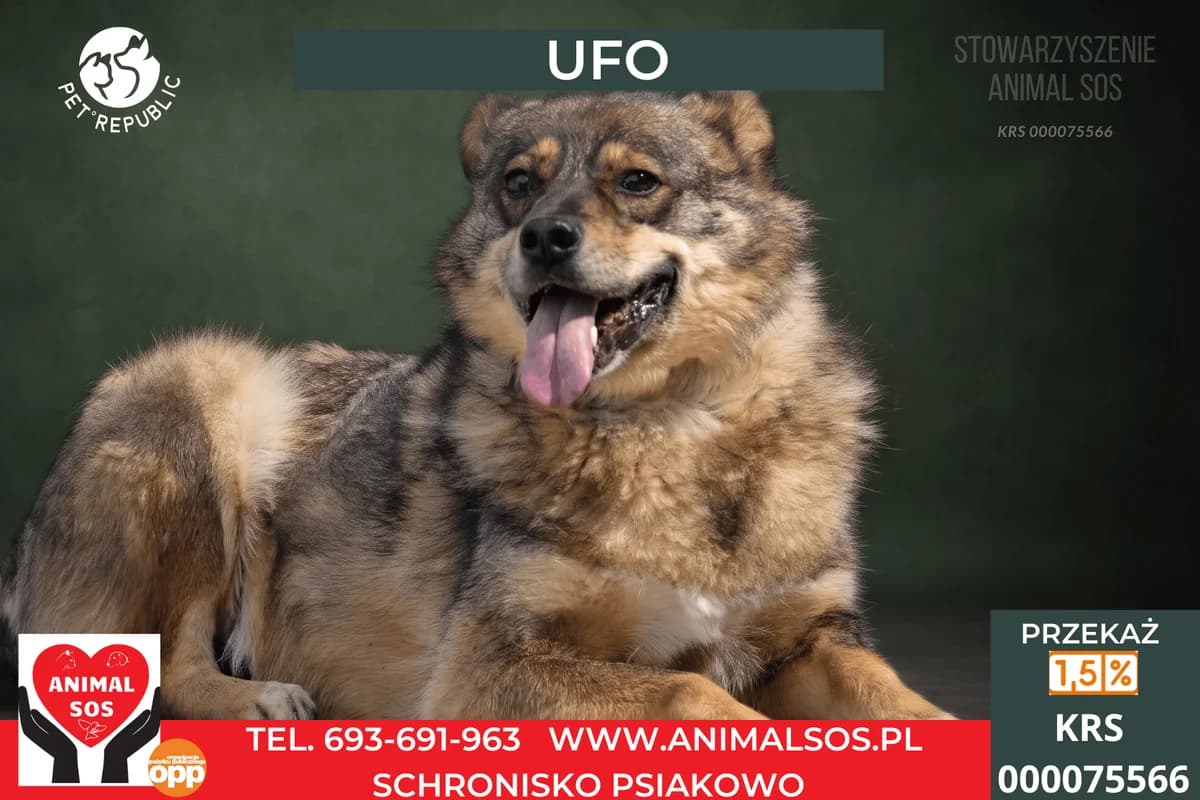 UFO, male 6yo Mixed Breed for adoption at Animal Sos Psiakowo Centrum Adopcyjne, 99-423