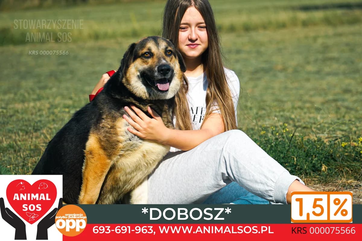 DOBOSZ, male 5yo Mixed Breed for adoption at Animal Sos Psiakowo Centrum Adopcyjne, 99-423