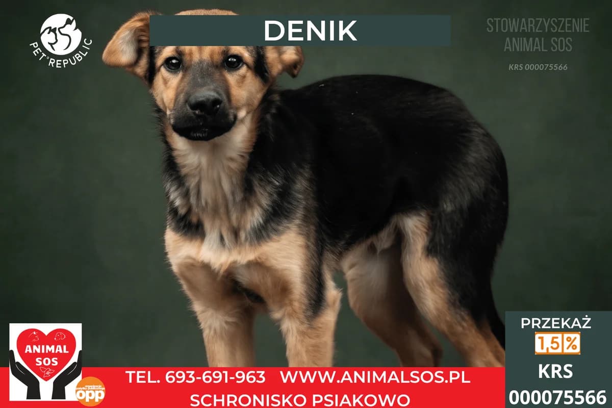 DENIK, male 3yo Mixed Breed for adoption at Animal Sos Psiakowo Centrum Adopcyjne, 99-423