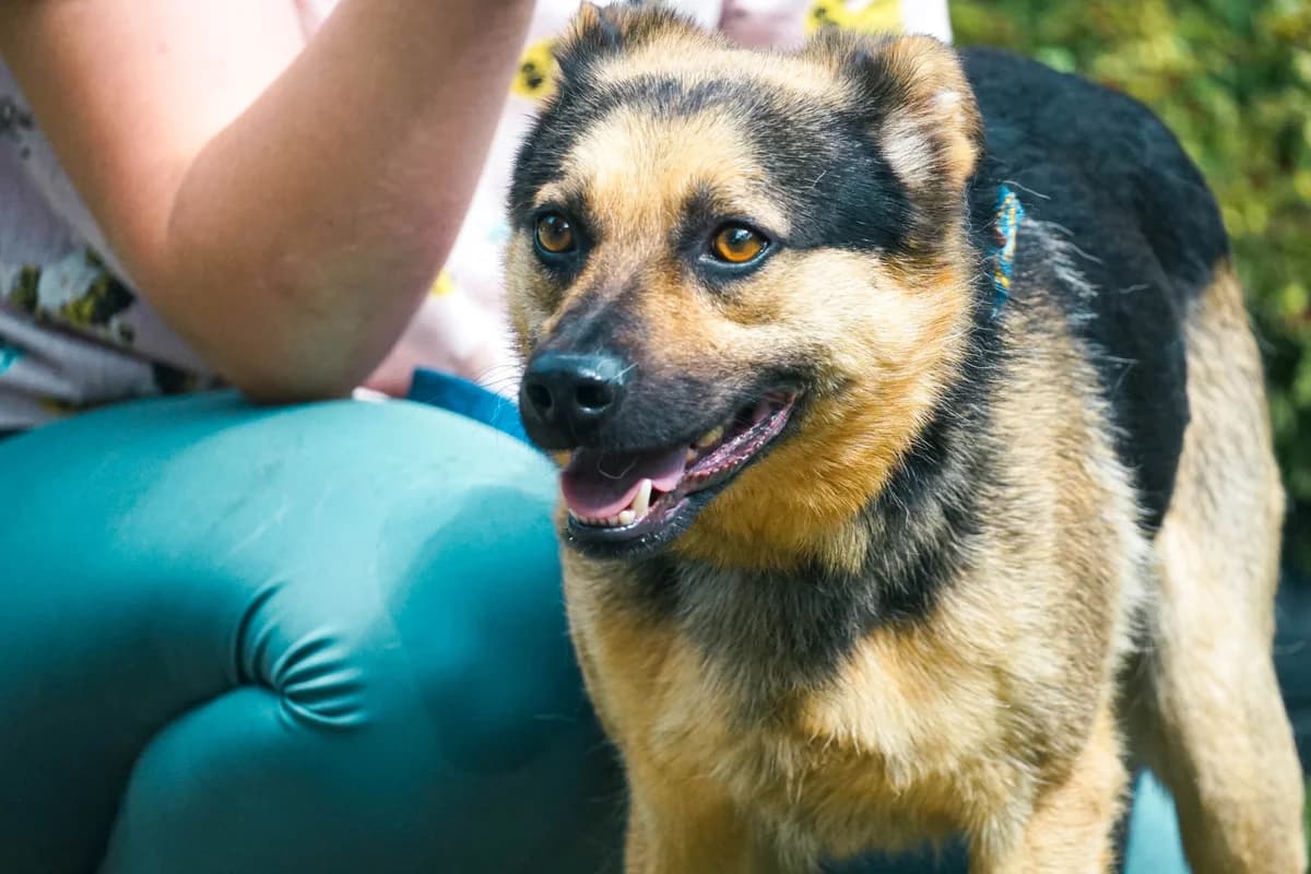 IBUM, male 4yo Mixed Breed for adoption at Animal Sos Psiakowo Centrum Adopcyjne, 99-423