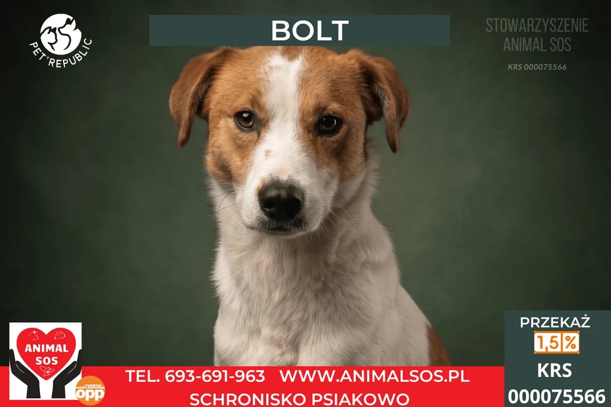 BOLT, male 4yo Mixed Breed for adoption at Animal Sos Psiakowo Centrum Adopcyjne, 99-423