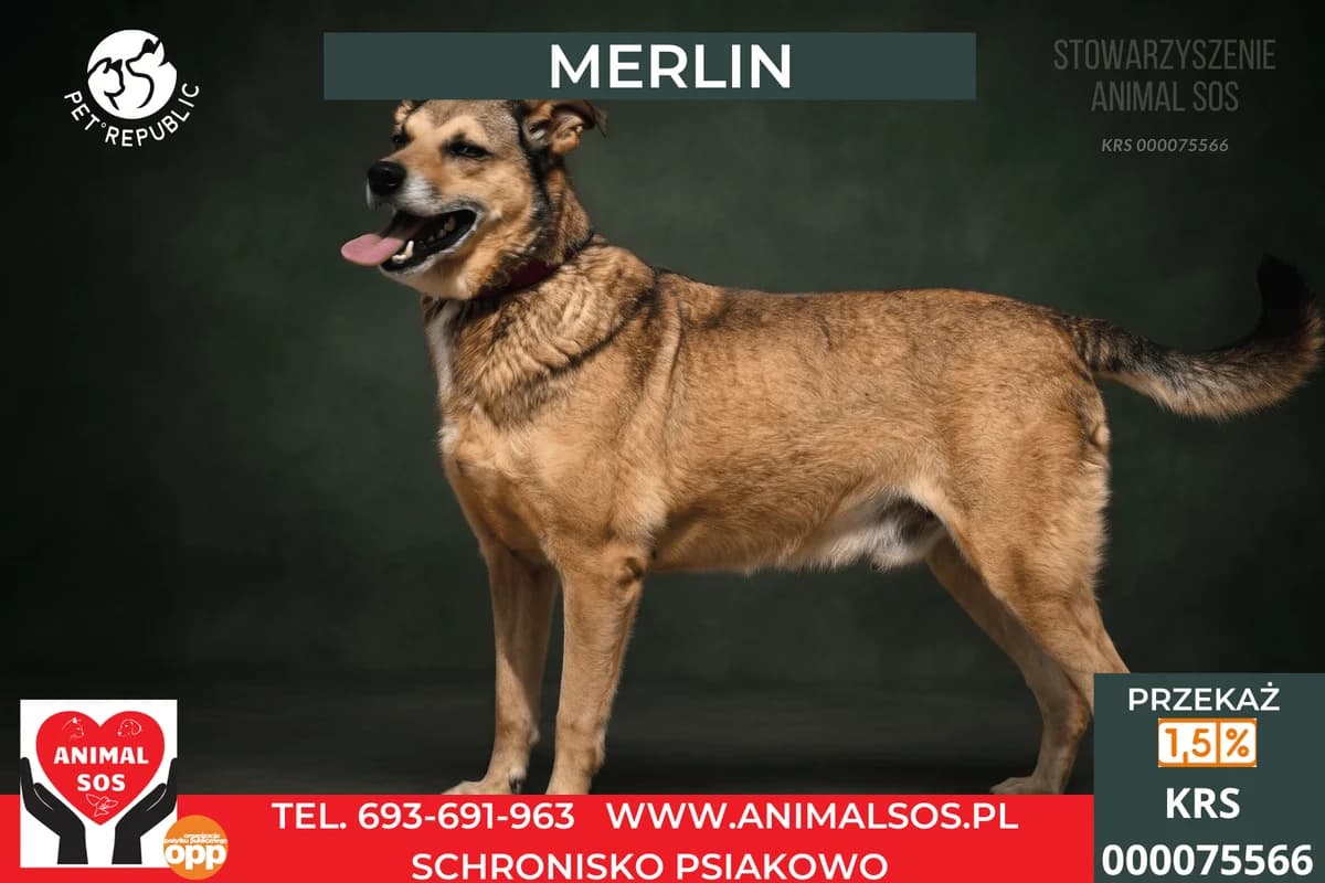 MERLIN, male 7yo Mixed Breed for adoption at Animal Sos Psiakowo Centrum Adopcyjne, 99-423