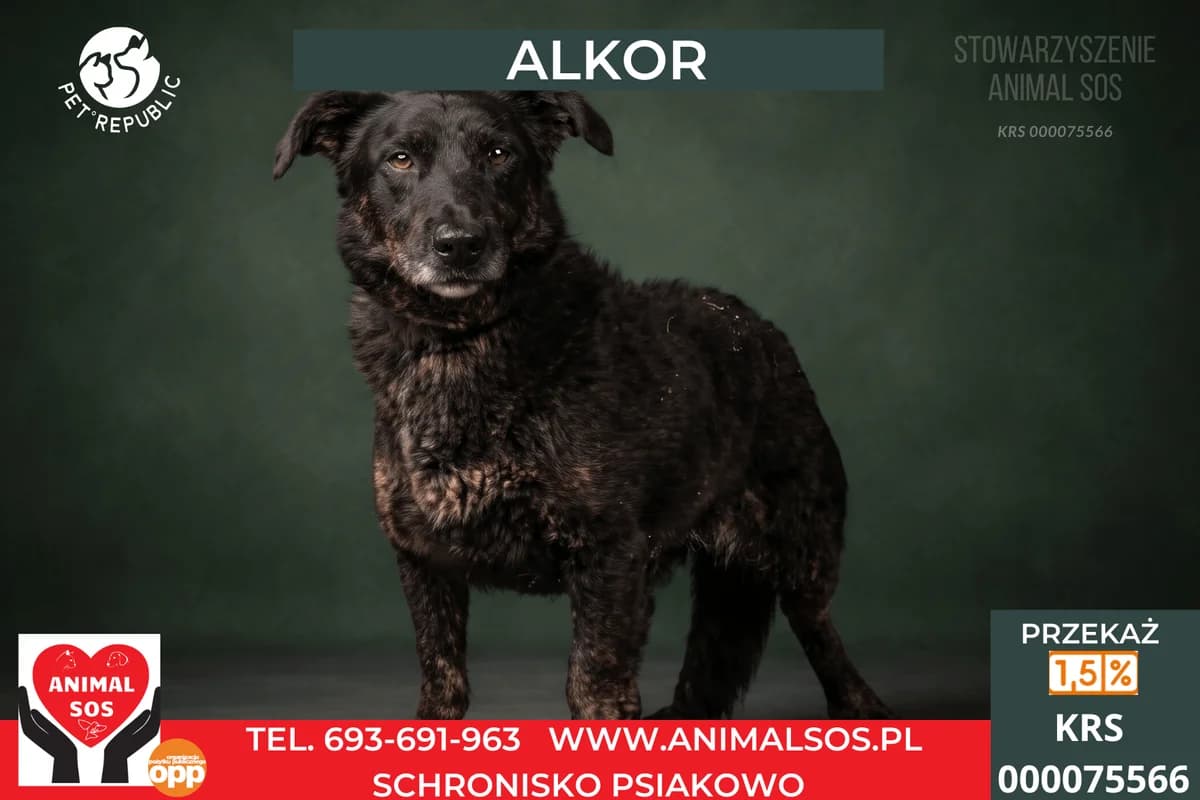 ALKOR, male senior Mixed Breed for adoption at Animal Sos Psiakowo Centrum Adopcyjne, 99-423