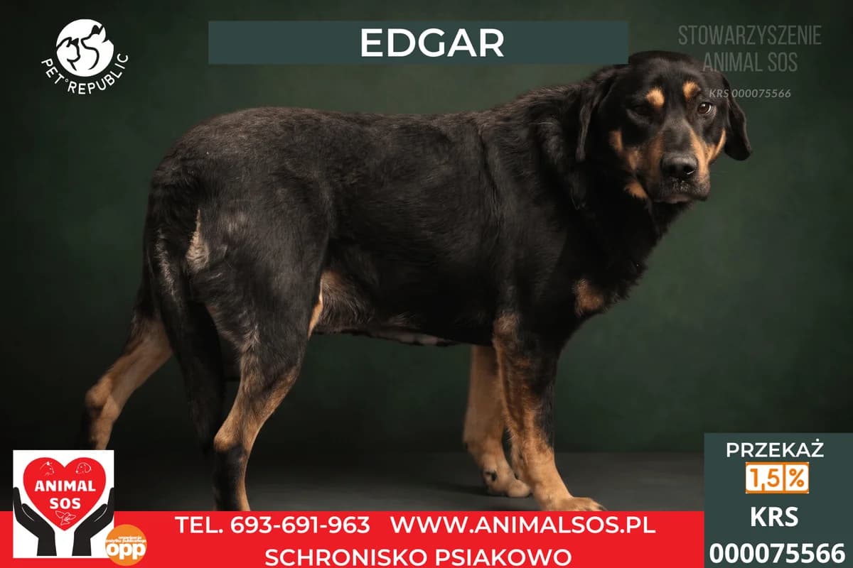 EDGAR, male senior Mixed Breed for adoption at Animal Sos Psiakowo Centrum Adopcyjne, 99-423