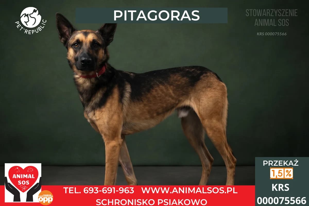 BARY, male 6yo Mixed Breed for adoption at Animal Sos Psiakowo Centrum Adopcyjne, 99-423
