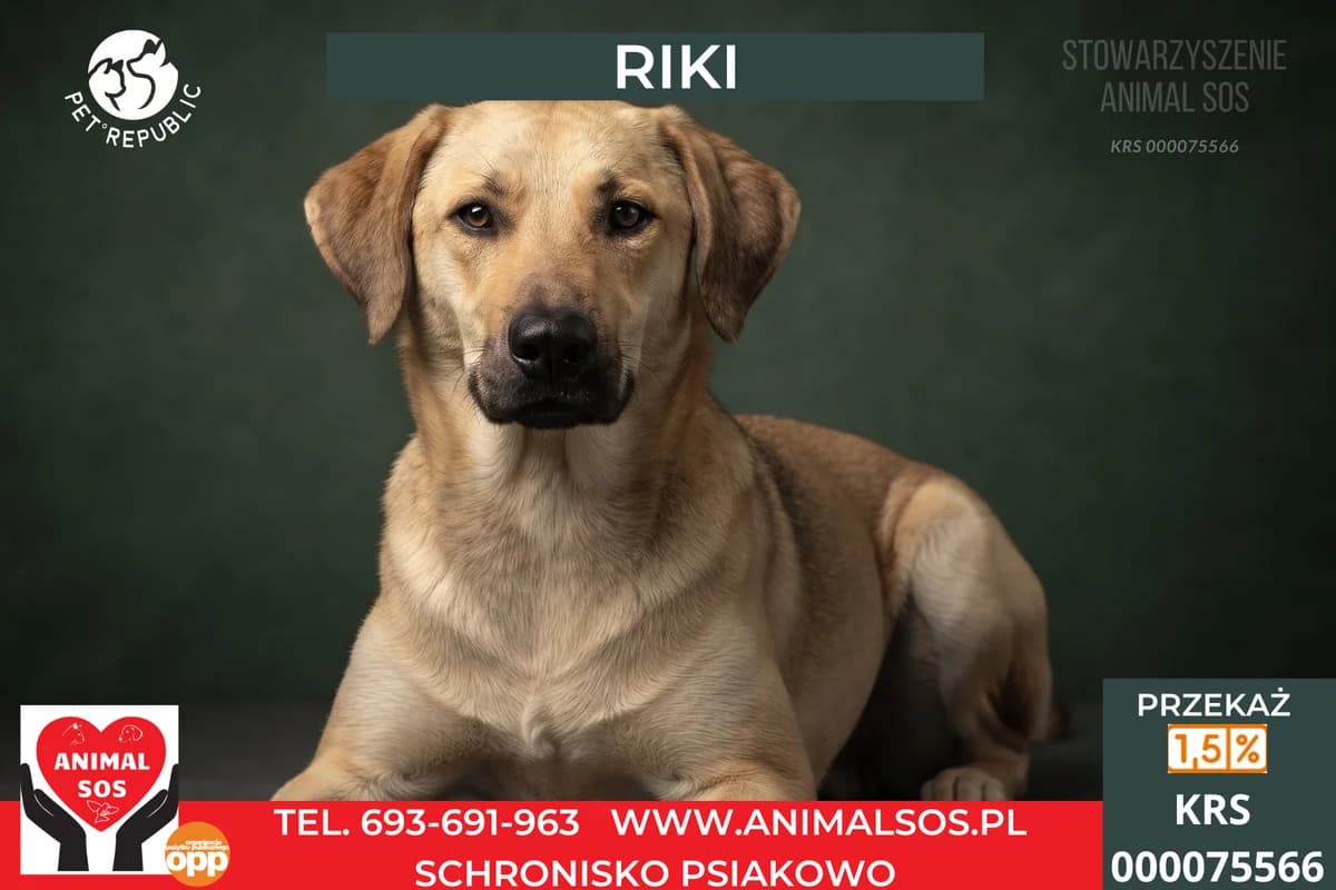 RIKI, male young Mixed Breed for adoption at Animal Sos Psiakowo Centrum Adopcyjne, 99-423
