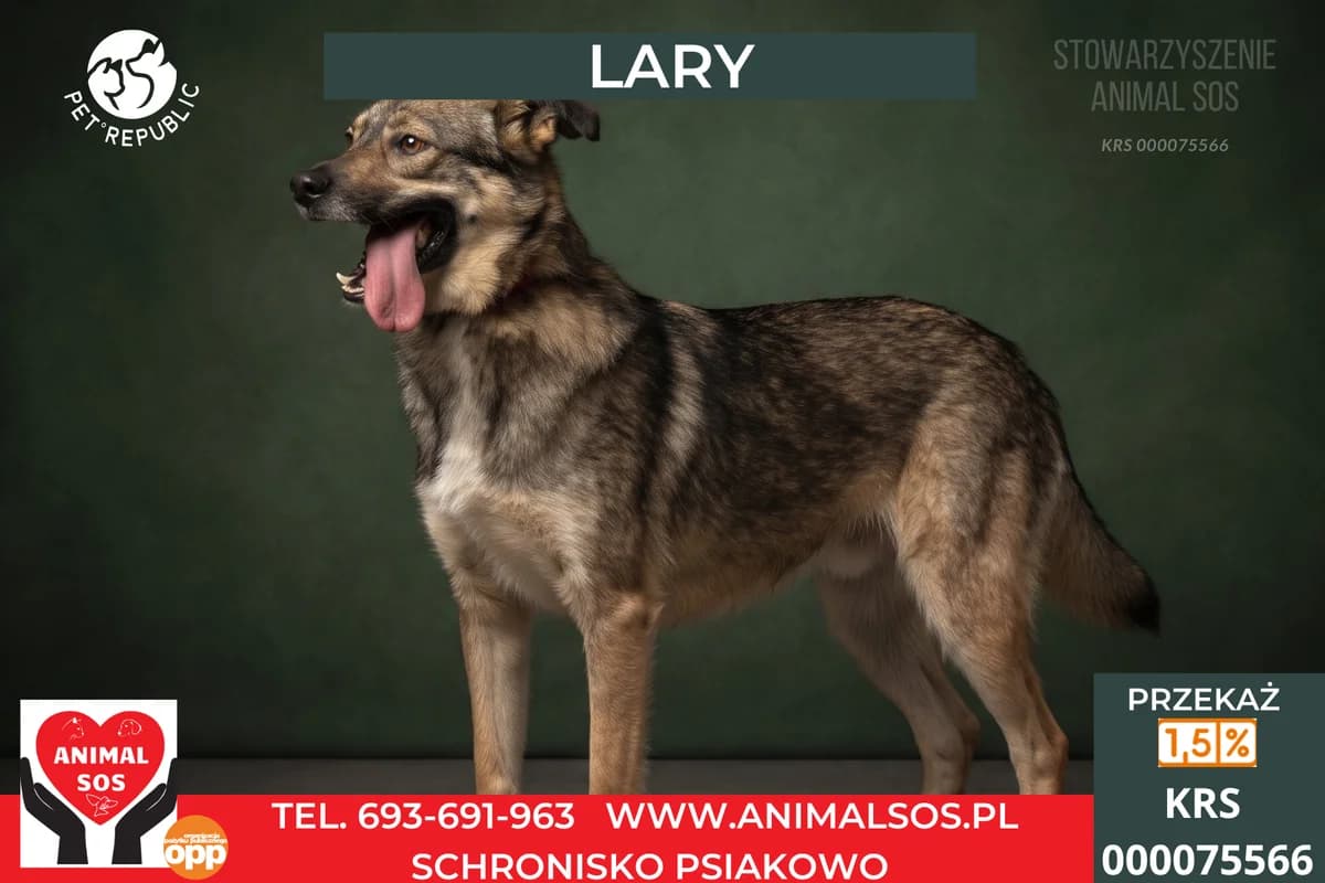 LARY, male 3yo Mixed Breed for adoption at Animal Sos Psiakowo Centrum Adopcyjne, 99-423