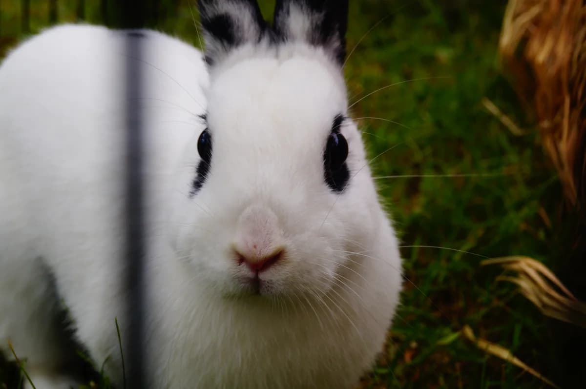 Azyl, Mixed Breed for adoption at Asylum Foundation for Rabbits