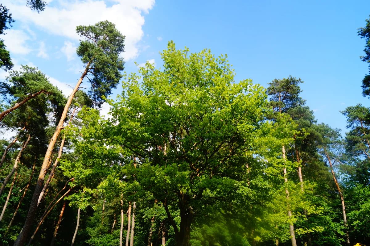 Środa, Mixed Breed for adoption at Asylum Foundation for Rabbits