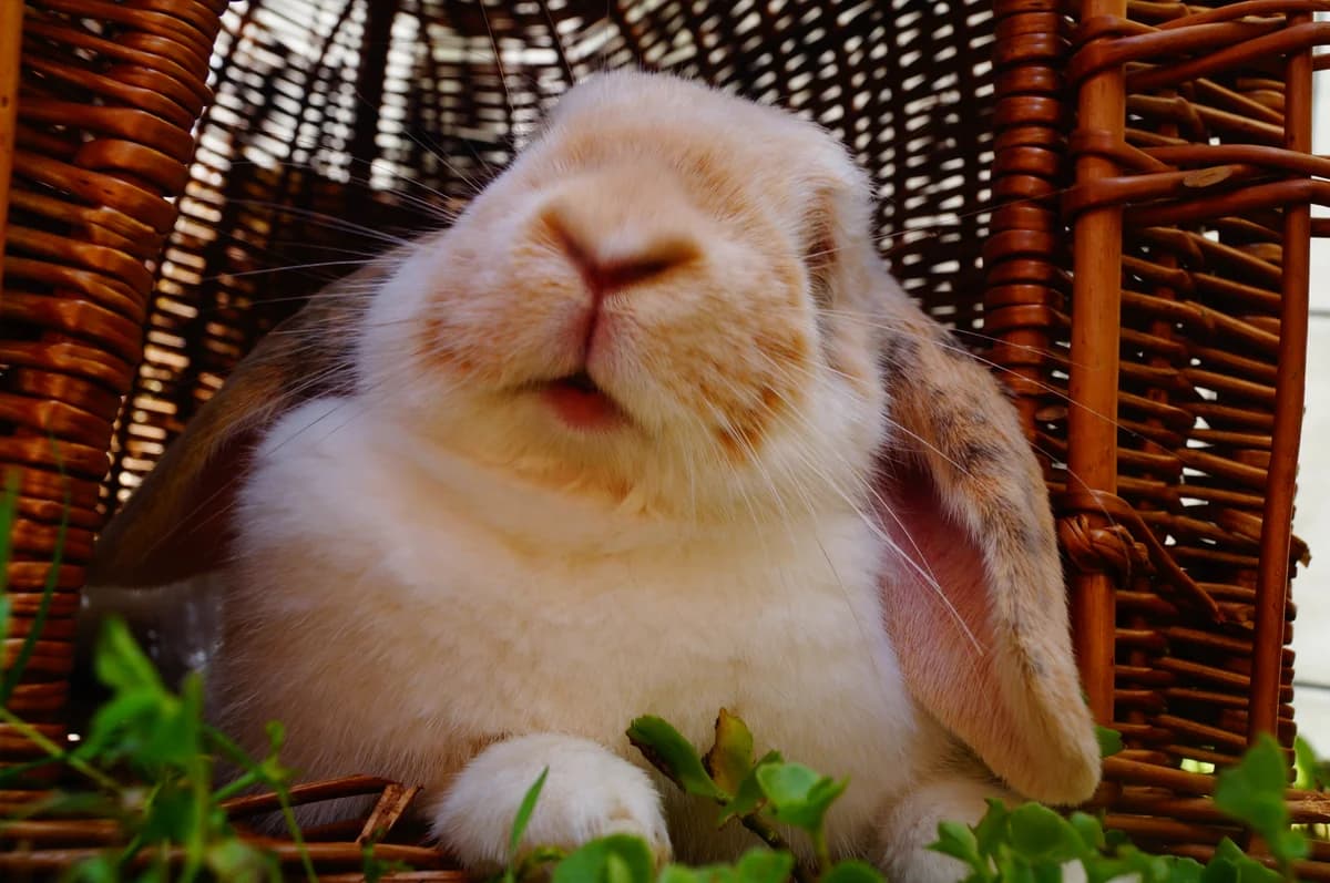 6 lipca 2013, Mixed Breed for adoption at Asylum Foundation for Rabbits