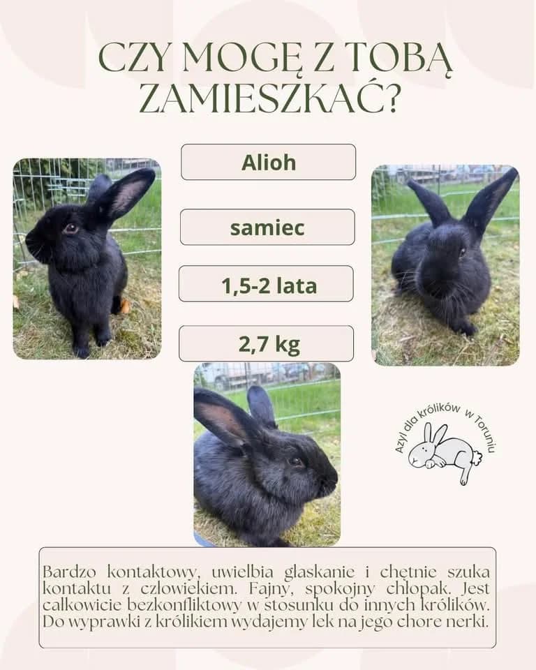 Alioth, male young mixed breed for adoption at Fundacja Azyl Dla Królików Toruń