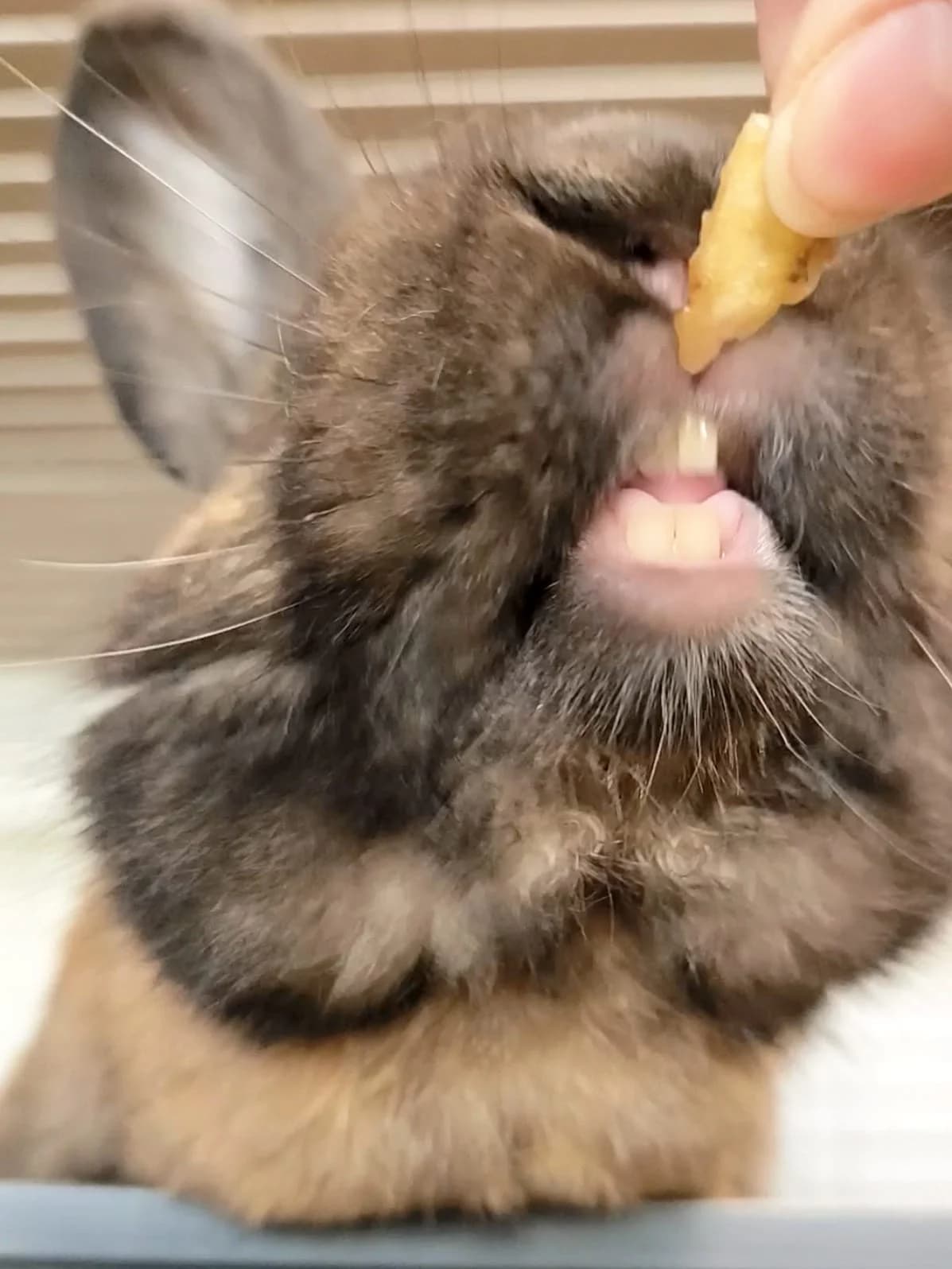 Alkaid, male young mixed breed for adoption at Fundacja Azyl Dla Królików Toruń