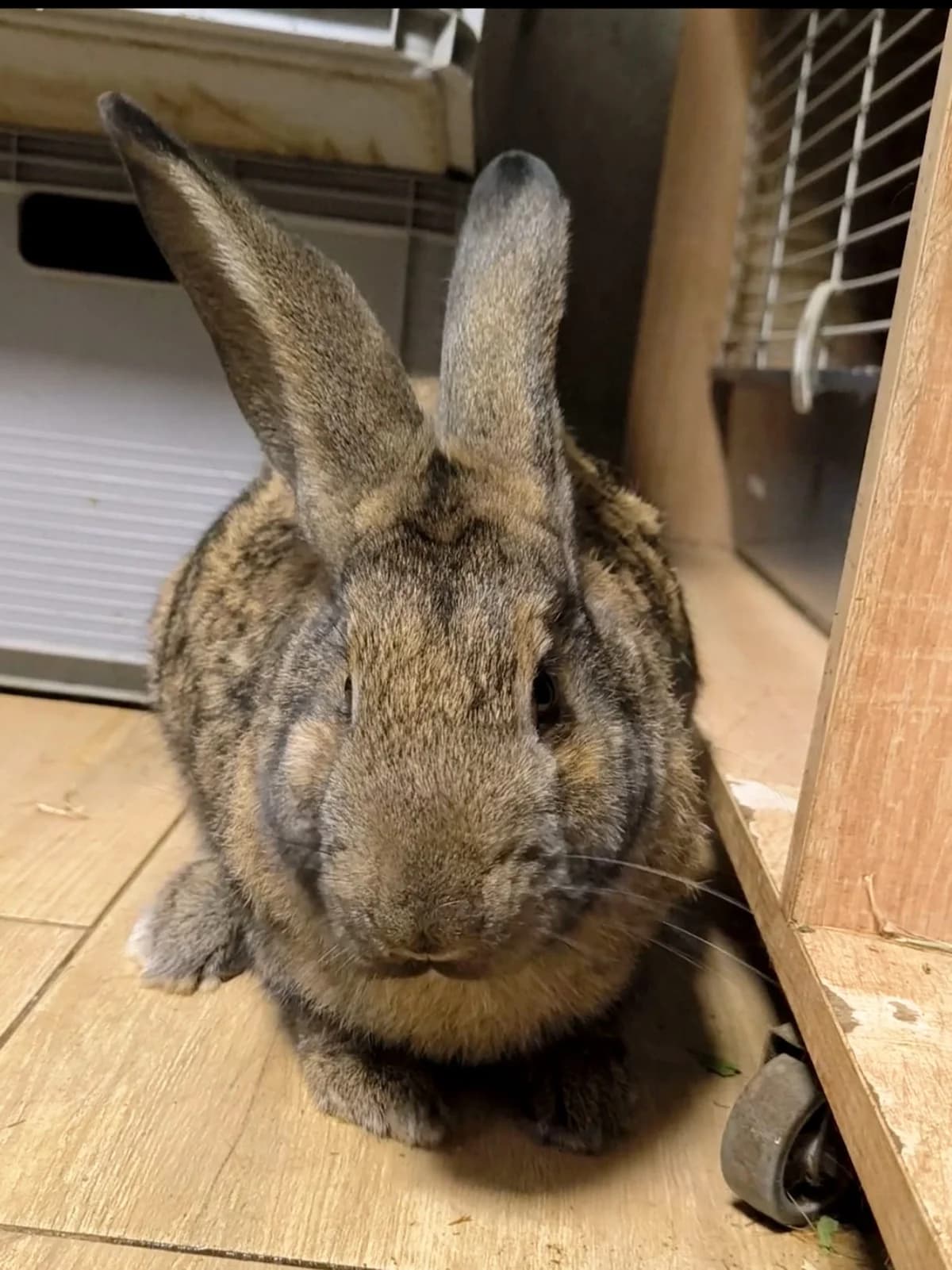 Arion, male young mixed breed for adoption at Fundacja Azyl Dla Królików Toruń