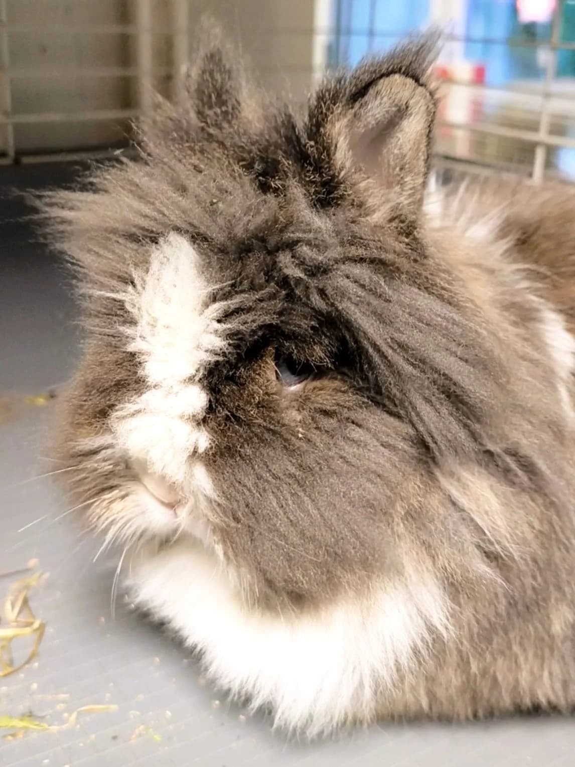 Azucena, female 3yo mixed breed for adoption at Fundacja Azyl Dla Królików Toruń