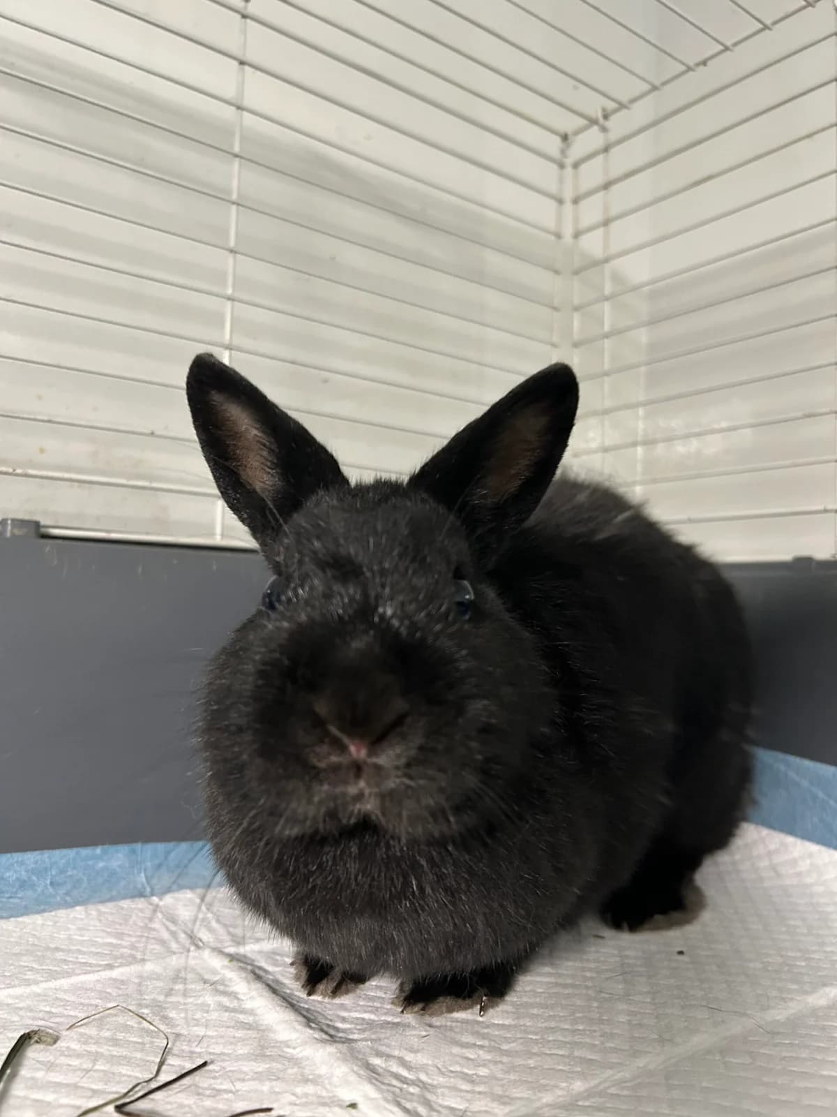 Belladona, female 4yo mixed breed for adoption at Fundacja Azyl Dla Królików Toruń