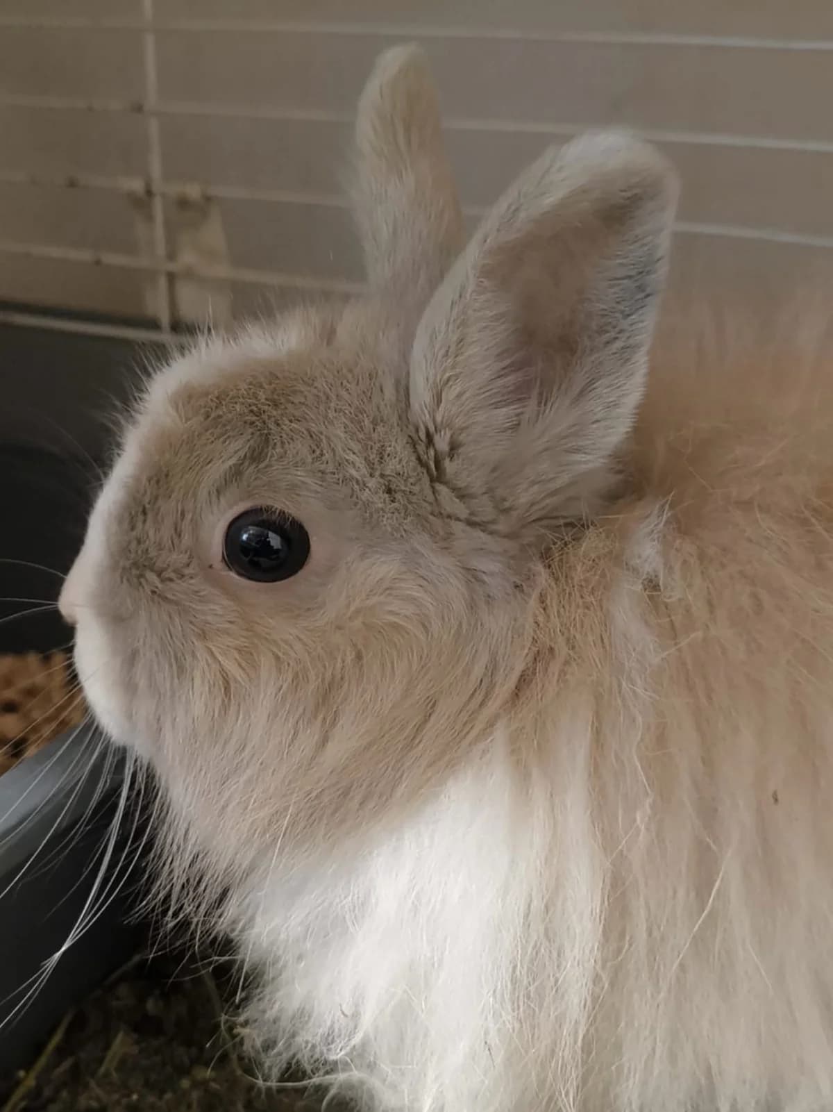 Bysio, male young mixed breed for adoption at Fundacja Azyl Dla Królików Toruń