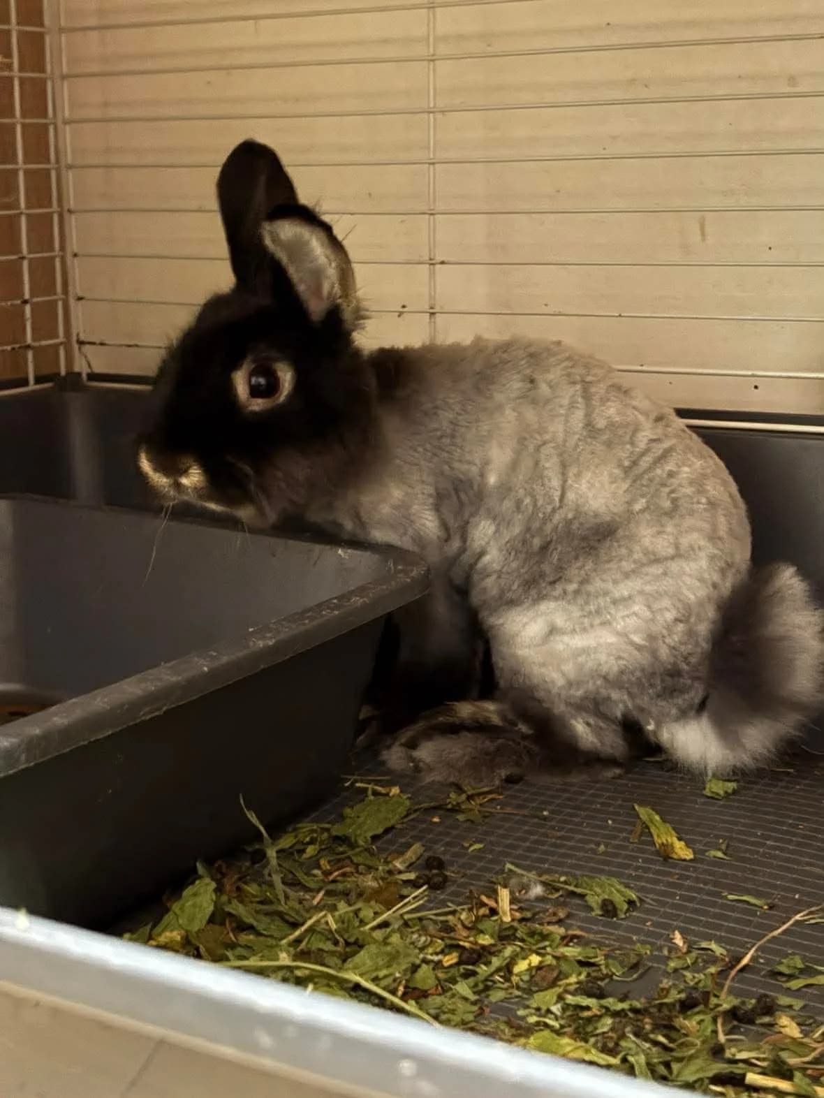 Chilli, male 4yo mixed breed for adoption at Fundacja Azyl Dla Królików Toruń