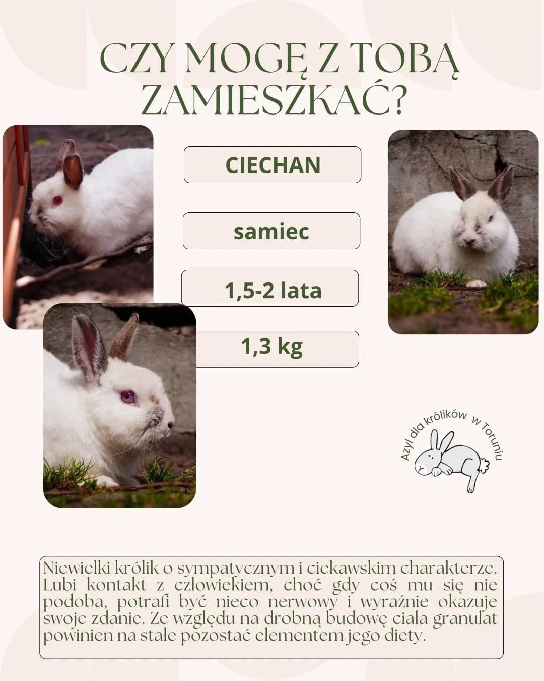 Ciechan, male young mixed breed for adoption at Fundacja Azyl Dla Królików Toruń