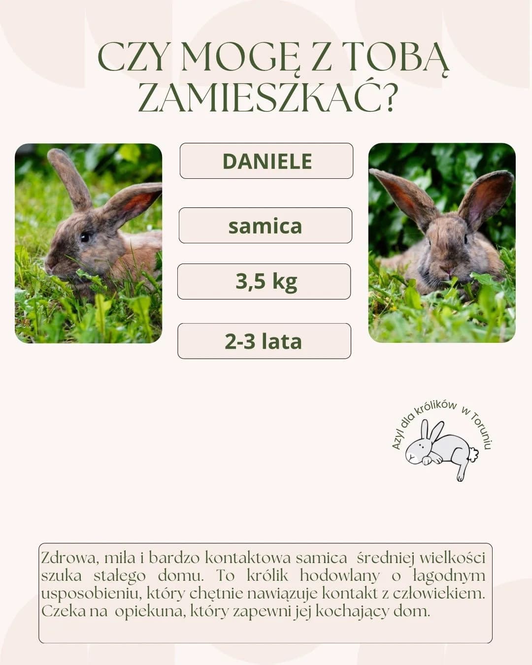 Daniele, female 3yo mixed breed for adoption at Fundacja Azyl Dla Królików Toruń